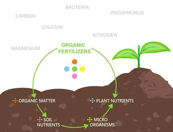 Elementy śladowe Jakie są wpływ minerałów śladowych na wzrost roślin