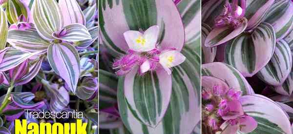 Cara merawat tanaman nanouk tradescantia