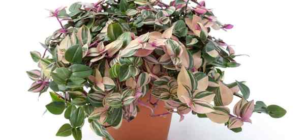 Consejos de cuidado de Tradescantia Tricolor