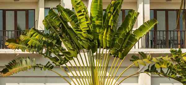 Voyageurs en croissance Palm Comment s'occuper de Ravenala Madagascariens