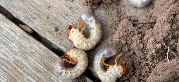 Masalah dengan cacing grub? Bila hendak merawat grub!