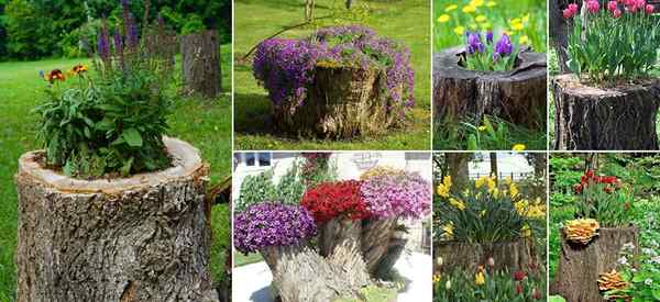 Más de 12 tocones de árboles viejos transformados en hermosas macetas de flores