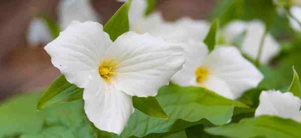 Trillium grandiflorum Care uprawia biały tryllium