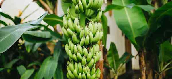 Pisang tumbuh tropis - mengapa tidak menanam pisang di kebun Anda?