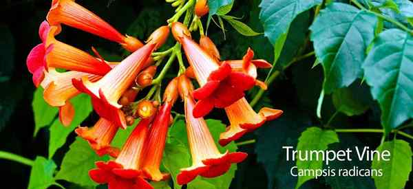 Trumpet Vine Comment s'occuper des radicans du campsis