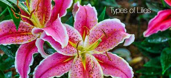 Types de lys et de fleurs semblables à des lys pour orner votre jardin