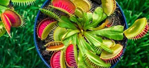 Venus Fly Trap menumbuhkan dan merawat Venus flytraps [8 Tips & Lainnya]