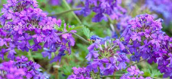 Berkembang Verbena Cara Mengurus Verbena Canadensis