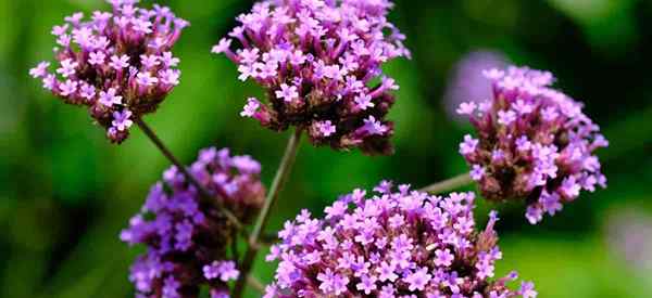 Petua Penjagaan Verbena Officinalis mengenai Loji Vervain Berkembang