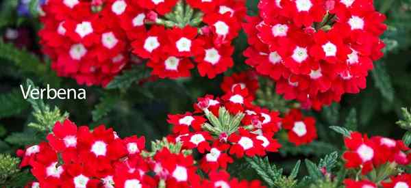 Wie man sich um die Verbena -Pflanze kümmert