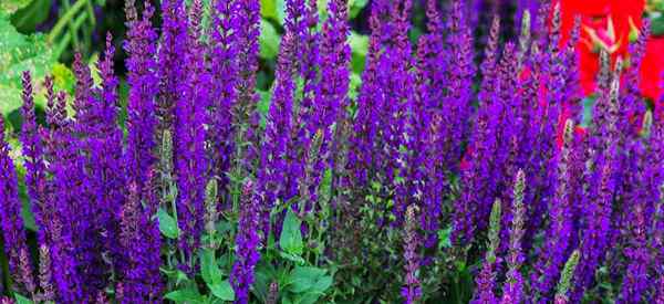 Veronica Spicata Cuidado Aprenda dicas sobre as plantas crescentes de Speedwell