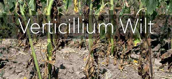 Was Sie über Verticillium Wilt von Bäumen und Sträuchern wissen müssen