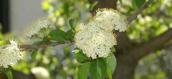 Cara Menjaga Prunifolium Viburnum