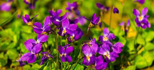 Viola odorata lernt süßes violettes Wachstum und Sorgfalt