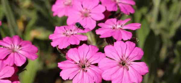 Dicas de cuidados com flores viscaria