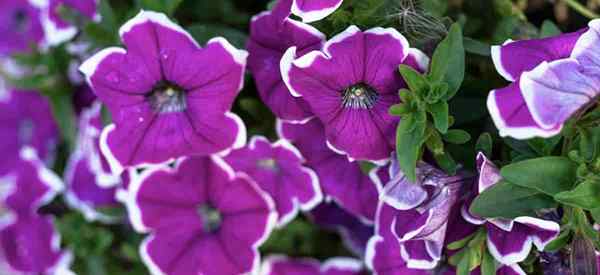 Wave Petúnia Cuidado Dicas de cultivo para Petunias Wave