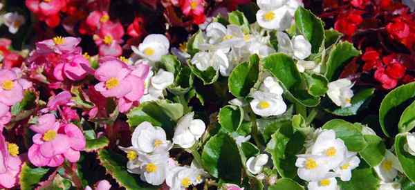 Bergonias de cera em crescimento de sementes