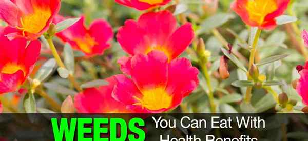 Ervas daninhas do quintal que você pode comer com benefícios para a saúde