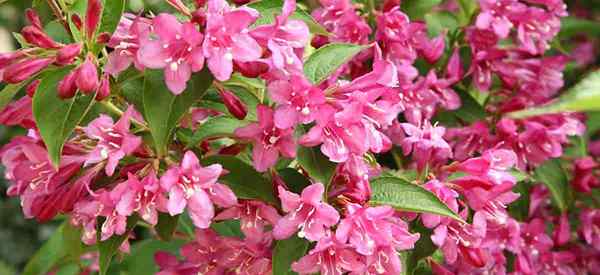 Weigela Shrub Care Growing Weigelas | Penanaman | Memilih | Pemangkasan