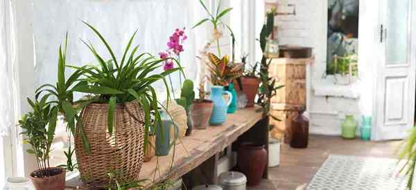 Consejos para elegir plantas de ventanas orientadas al este y oeste