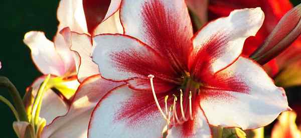 4 faktor yang harus memengaruhi pilihan tanaman bunga bakung Anda