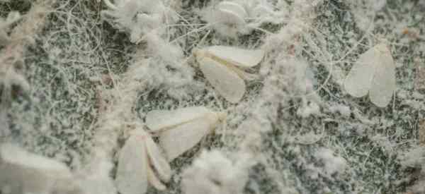 Petua untuk mengawal whiteflies pada loji bunga raya