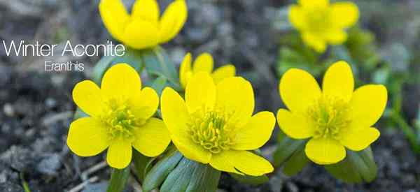 Winter Aconite Care lernen Tipps zum Anbau von Eranthis