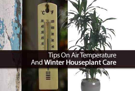 Dicas sobre temperatura do ar e cuidados com plantas domésticas de inverno