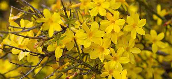 Jasmim de inverno Cuidado como cultivar jasminum nudiflorum