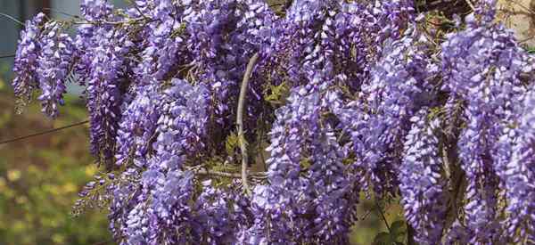 Cultivo de Vengas de Wisteria Consejos sobre cuidado de la planta de la vid de glicinia