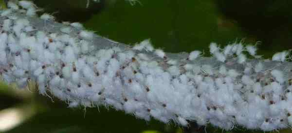 Kawalan Aphids Woolly Mengeluarkan Aphids Wooly