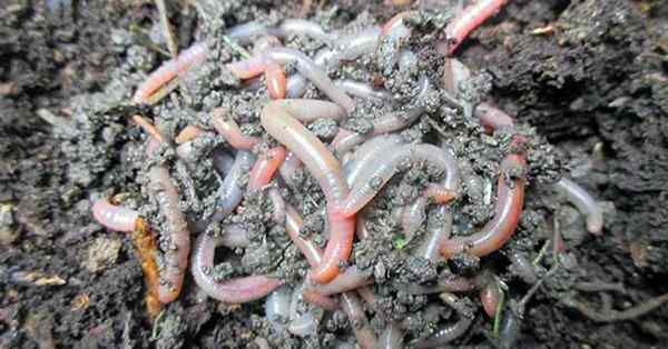 Cómo comenzar a las aventuras agrícolas de gusanos en compostaje y vermicultura