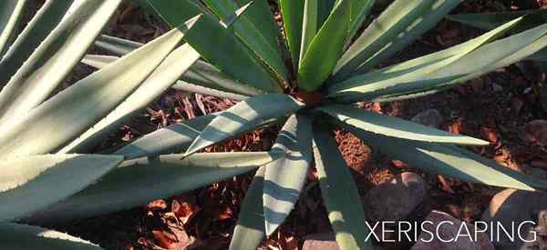 Was ist Xeriscape Landscaping?