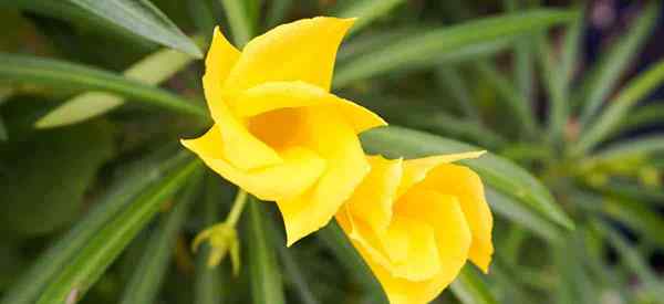 Gelbe Oleander wächst und betreut die Vetia peruviana