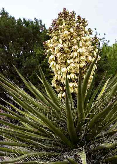 Croissance Yucca baccata Le Banana Yucca Care [Guide]