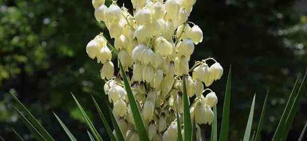 Yucca Flower Blooming Conditions | Sodeur | Comestible | après la floraison