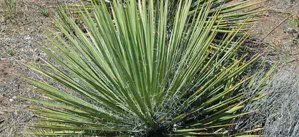 Yucca Glauca Care Aprenda a cultivar la altura de jabón Yucca