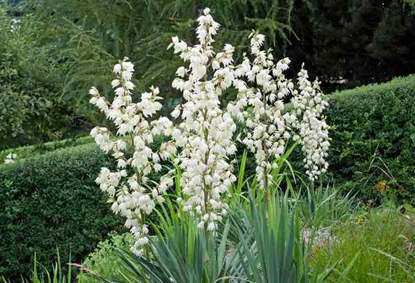 Elija Yucca al aire libre para contraste y acentos