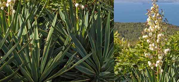 Yucca Gloriosa Care cultiver la plante de poignard espagnole