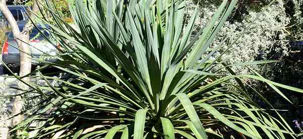 Yucca recurvifolia menjaga semua tentang lekuk daun lengkung yucca