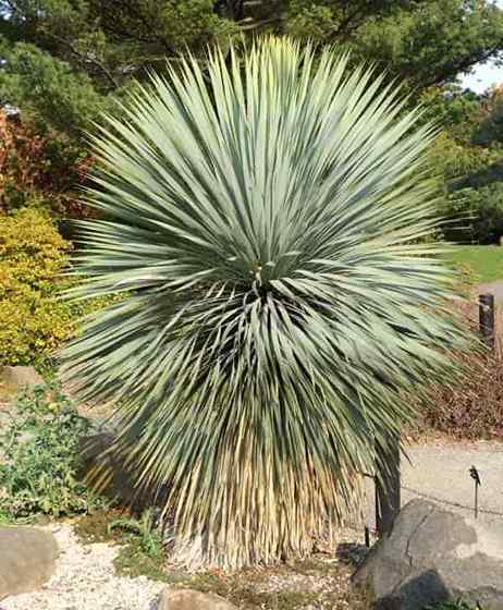 Yucca Rostrata Care Menumbuhkan Loji Yucca Beaked Blue