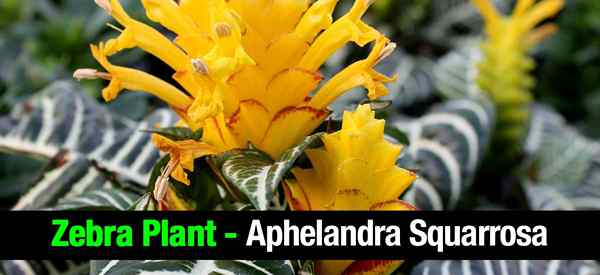 How To Grow A Zebra Plant - Aphelandra Squarrosa Video