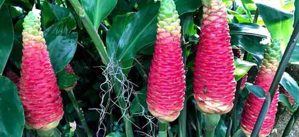 Shampoo Ginger Lily Care como cultivar Zingiber Zerumbet