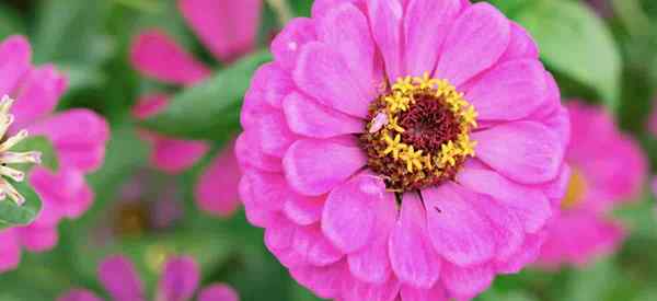 Cómo crecer y cuidar las flores de Zinnia elegans