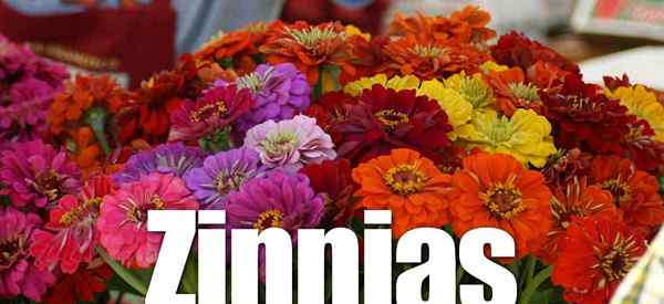 Zinnienblumen, die sich um Zinnienpflanzen mit vielen Verwendungszwecken und Missbräuchen kümmern