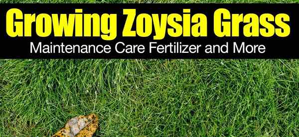 Wachstum von Zoysia -Gras - Wartungsversorgung Dünger und mehr
