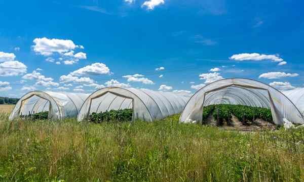 10 meilleurs choix de plastique à effet de serre pour votre jardin