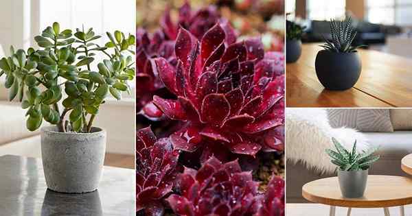 10 meilleures plantes succulentes pour la table pour grandir