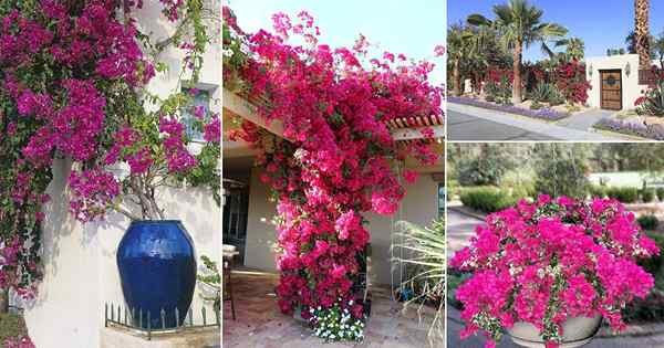 10 BOUGAINVILLEA USE FOR GARDOORERS | Landskap dengan Bougainvillea