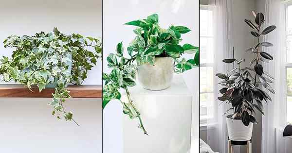 10 plantas interiores que reducen los problemas respiratorios